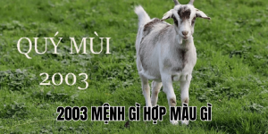 2003 mệnh gì hợp màu gì